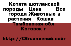 Котята шотланской породы › Цена ­ 40 - Все города Животные и растения » Кошки   . Тамбовская обл.,Котовск г.